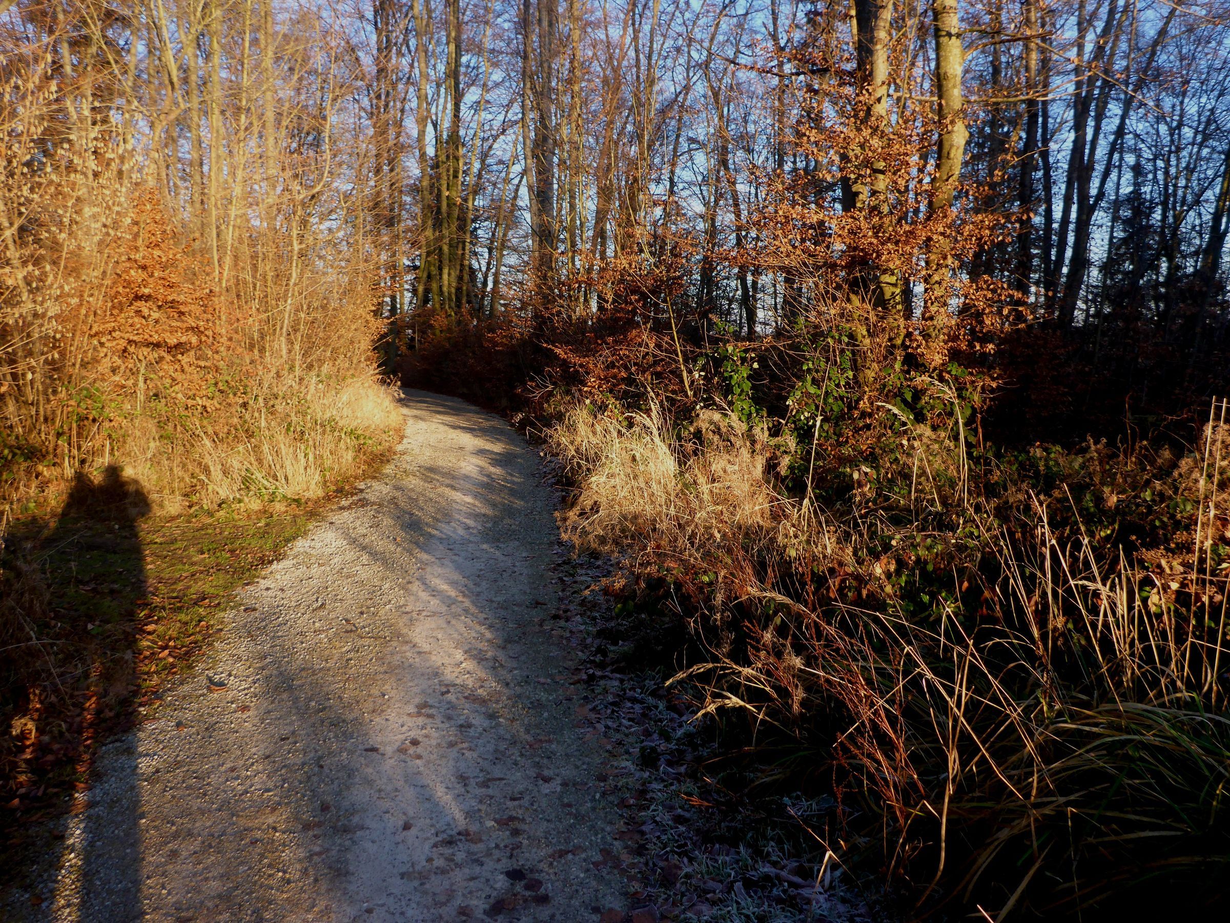 Pullacher Isarhang im Herbst