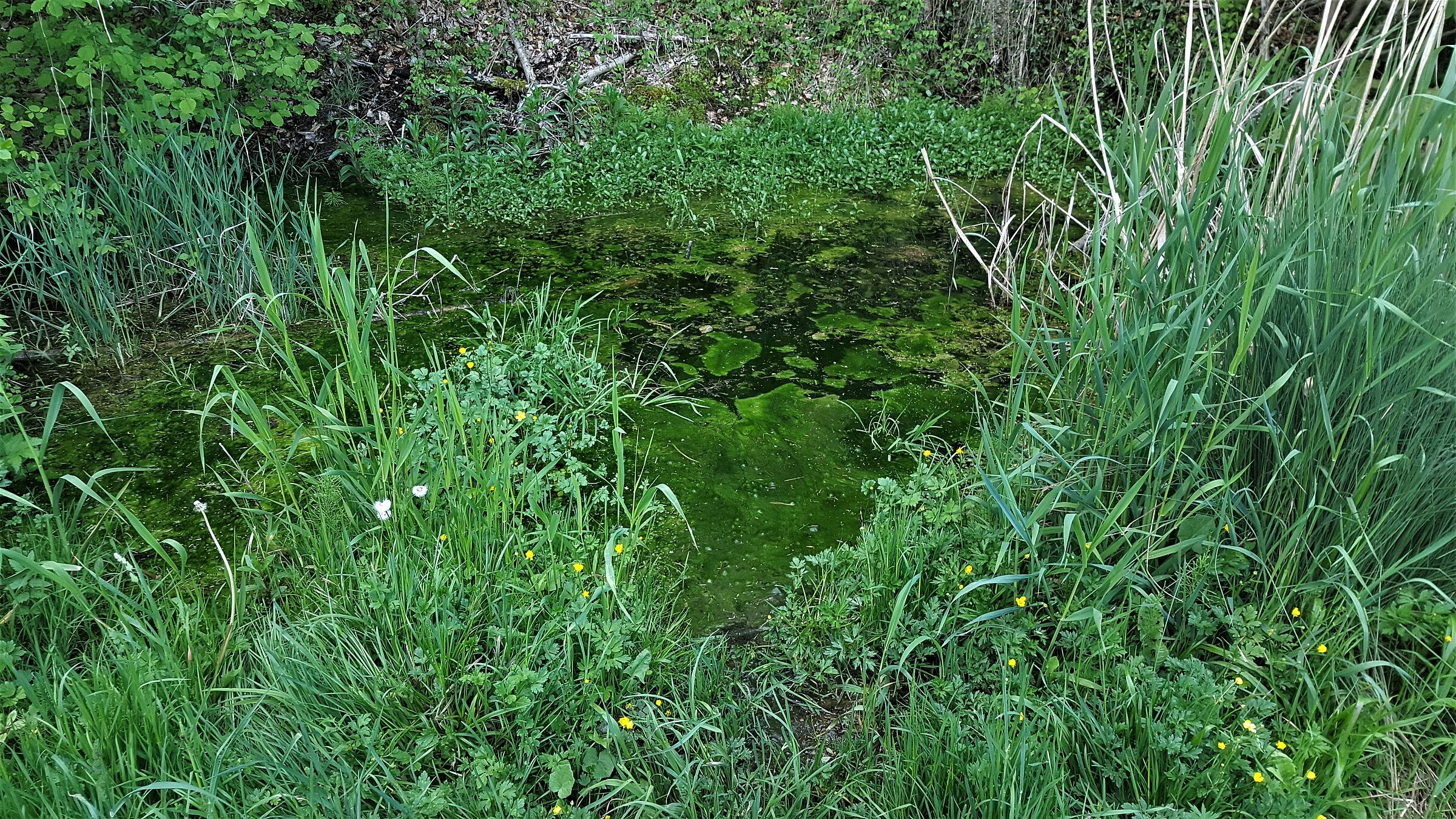 kleiner Teich am Isar-Kanal